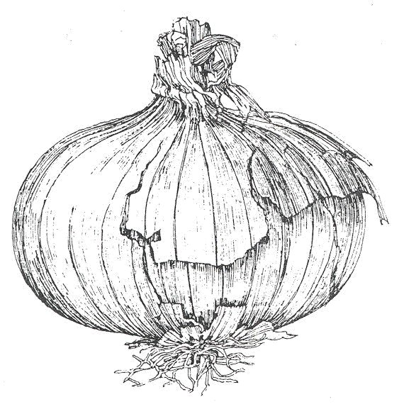 An Onion